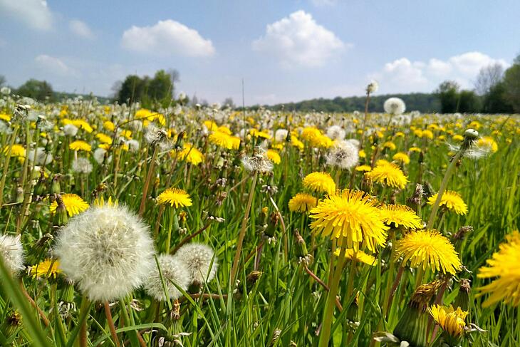 camping en avril - des fleurs