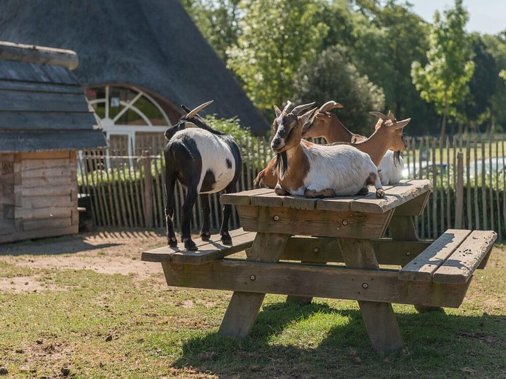 Campingplatz Castel Camping Les Ormes, Domaine & Resort DOL DE BRETAGNE Bretagne 10
