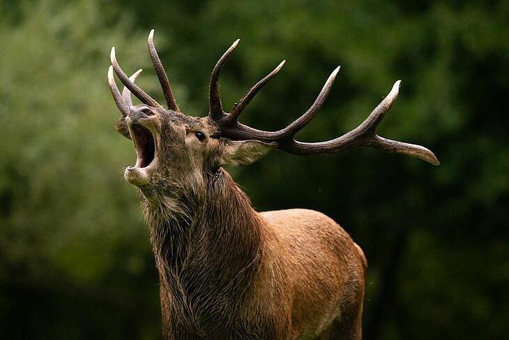 Stag during the rutting season in a Sologne forest