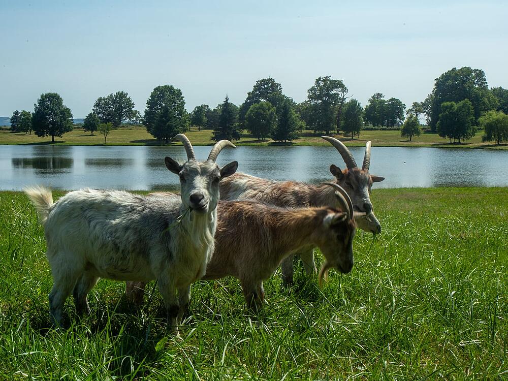 Campingplatz Castel Camping Château de Poinsouze BOUSSAC - BOURG Neu-Aquitanien 6