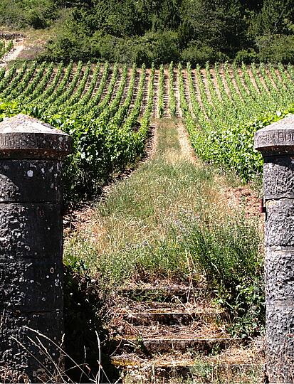 Die Weinstraße Burgunds: die schönsten Routen entdecken