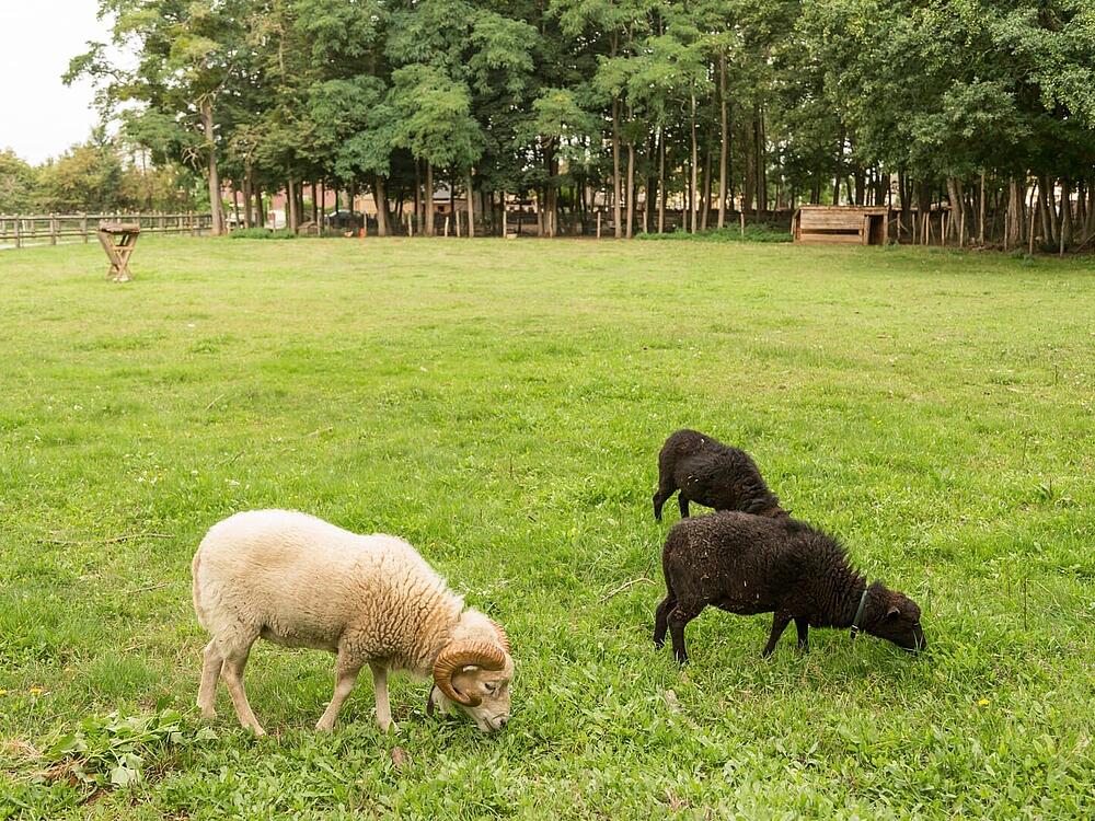 Campingplatz Castel Camping Château de Chanteloup SILLE-LE-PHILIPPE Pays de la Loire 14