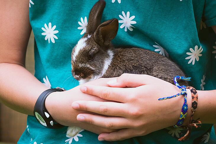 Un lapin au château de Brévedent