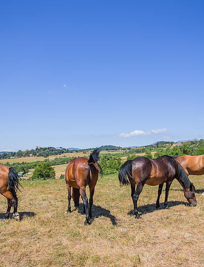 Urlaub auf einem Reiterhof