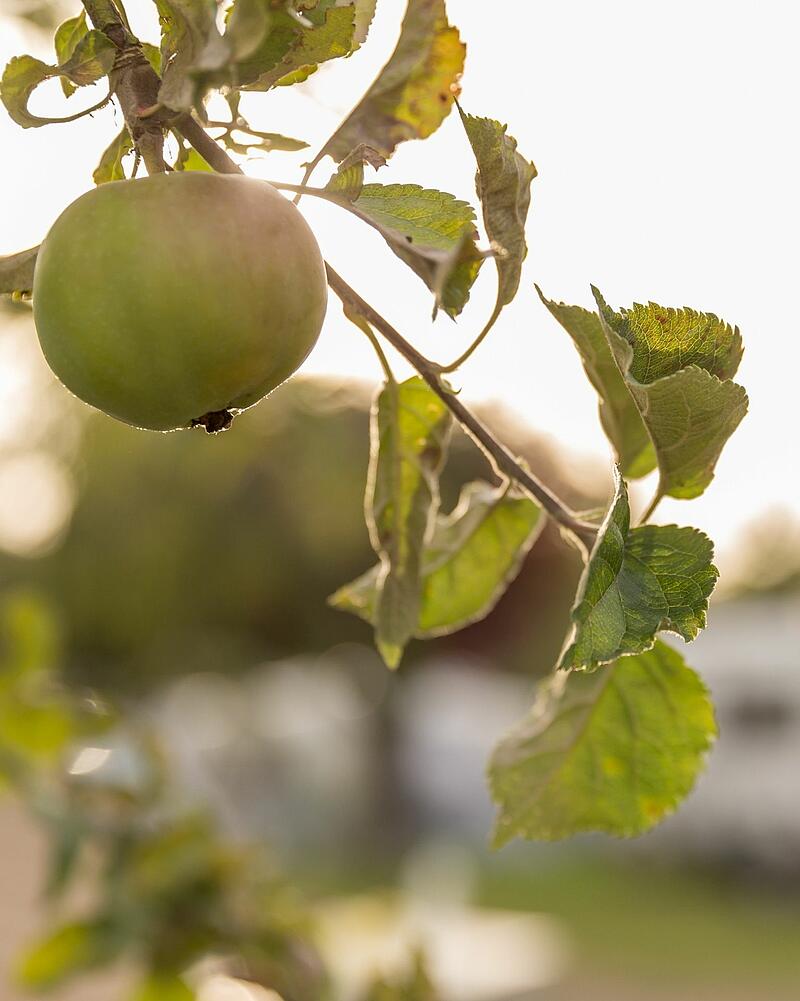 [Translate to Allemand:] A close-up shot of a single green apple ripening on a tree branch, beautifully backlit by the sun in the orchards of a Les Castels campsite.