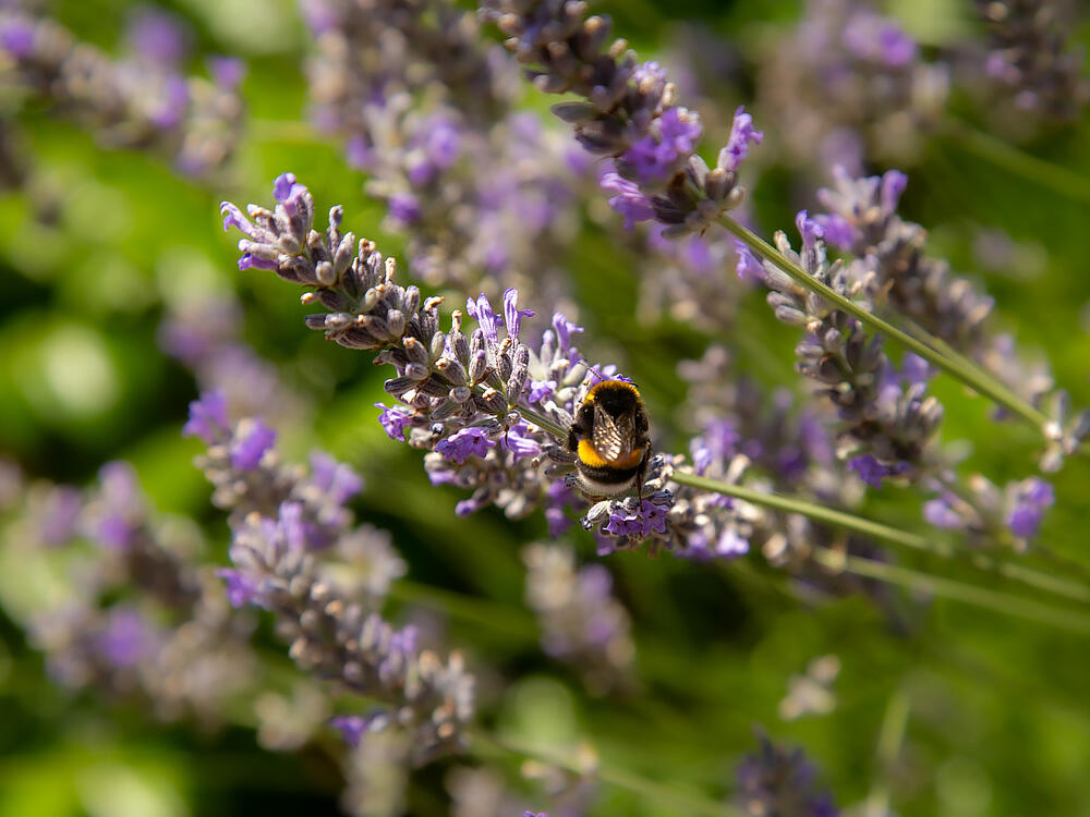 Campingplatz Castel Camping Les Bois du Bardelet GIEN Zentrum-Loiretal 19